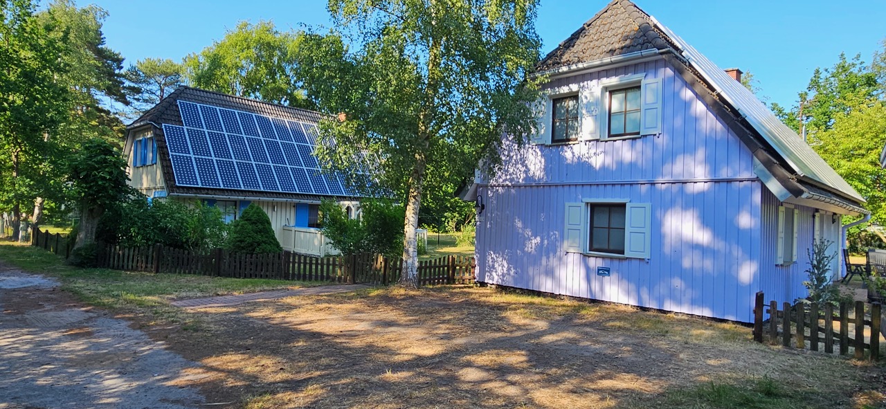 Schwarzdorn(Lavendel)